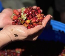 Türk iş kullanmakta olanları Etiyopya’da fermente kahve üretiyor
