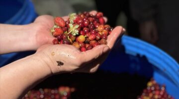 Türk iş kullanmakta olanları Etiyopya’da fermente kahve üretiyor