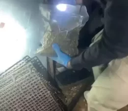 Sultanbeyli’de uyuşturucu operasyonu: 12 kilo bonzai ele geçirildi