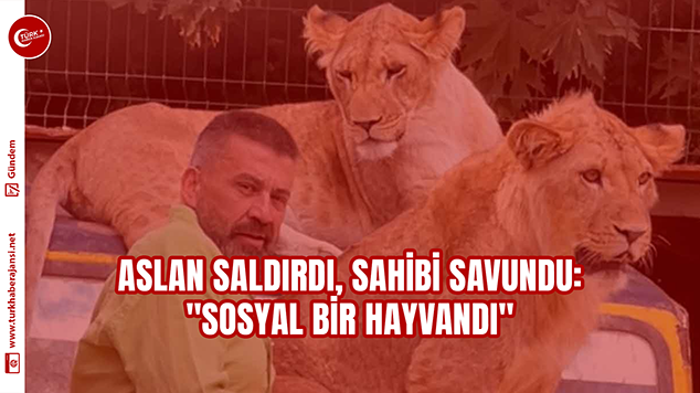 Aslan Saldırdı, Sahibi Savundu: “Sosyal Bir Hayvandı”